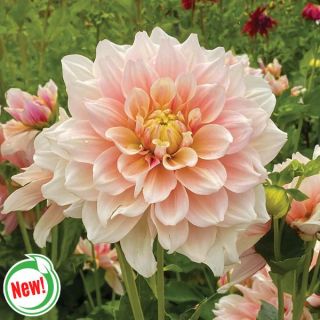 Break Out Dahlia Thumbnail